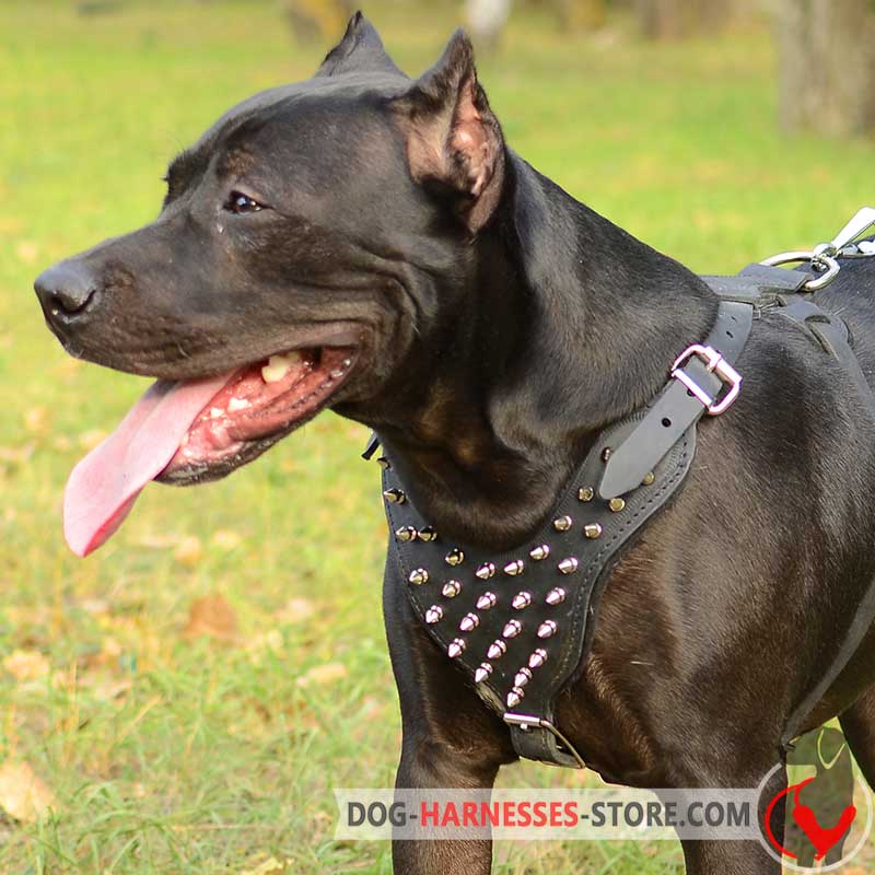 American Pitbull Harness with Spikes dog harnesses store