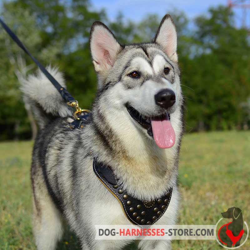 Malamute harness best sale