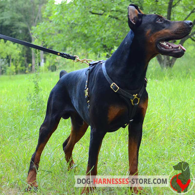 Doberman leather harness hotsell