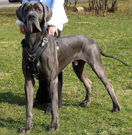 Great dane fashion car harness