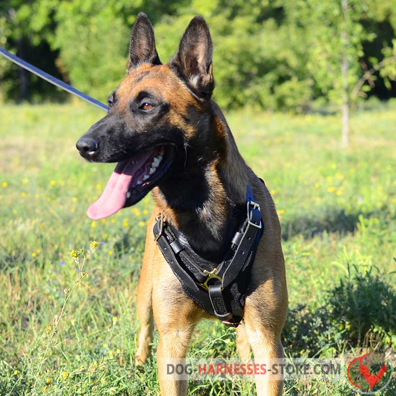 Handcrafted Padded Leather Harness for Belgian Malinois dog harnesses store