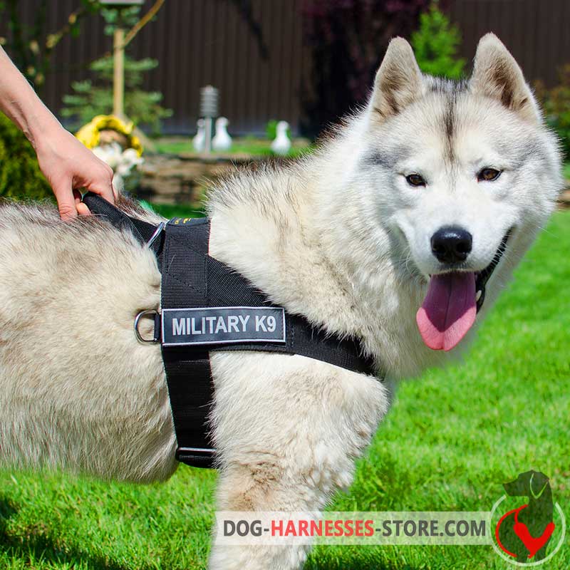 Harness fashion for husky