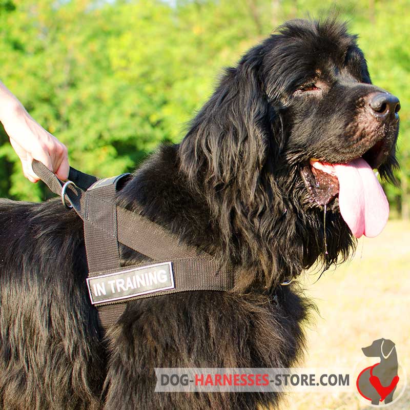 Newfoundland dog fashion harness