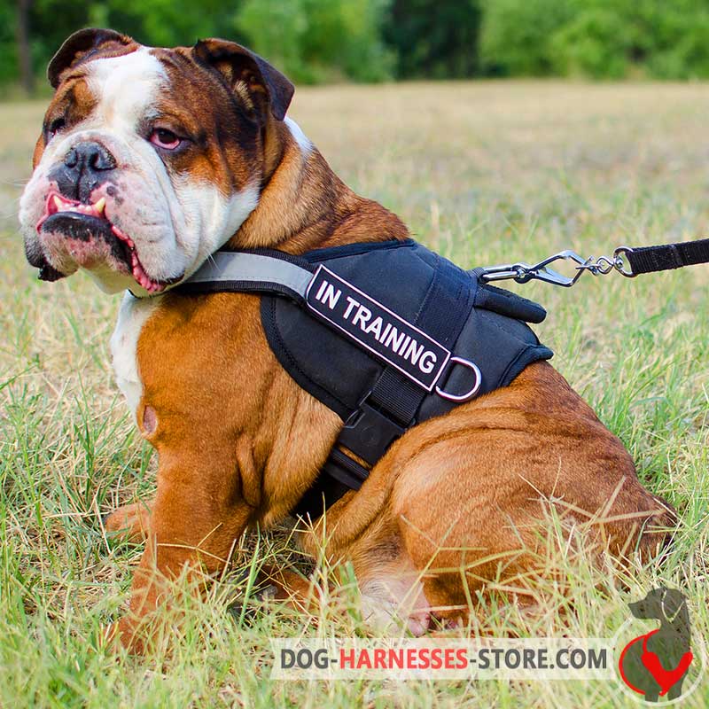 Bulldog dog harness best sale