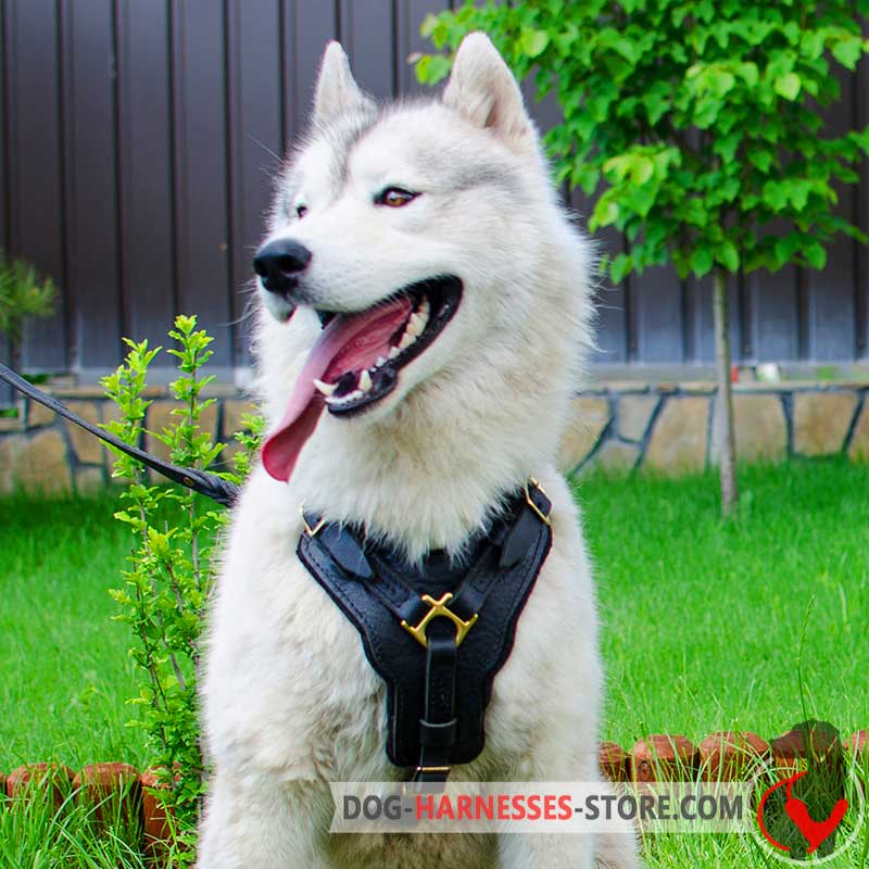 Husky dog harness best sale