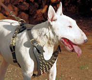 Bull Terrier leather dog harness with brass spikes