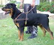 tracking leather dog harness for rottweiler
