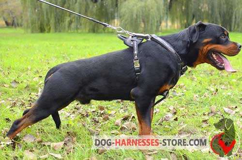 Training Rottweiler Harness Painted with Barbed Wire