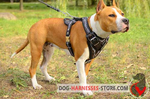 Comfortable Leather Staffordshire Terrier Harness Painted for Stylish Walking
