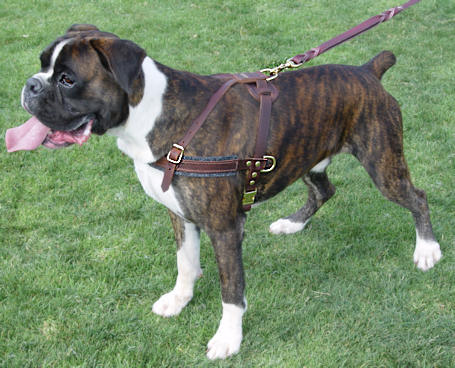pulling dog harness for boxer dog training