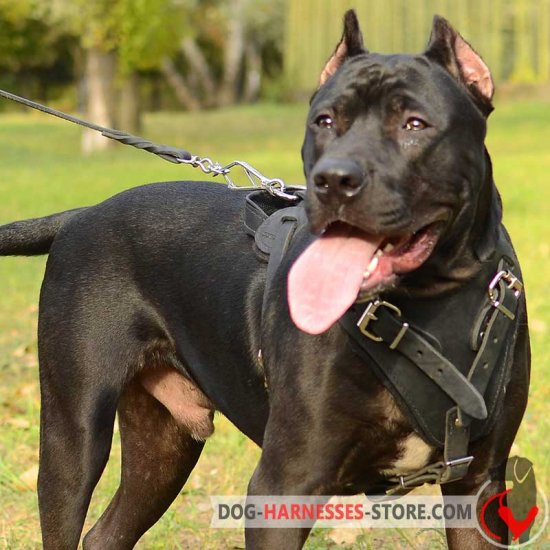 staffordshire bull terrier protection training