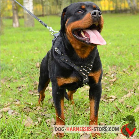 Swift Reward' Dog Training Pouch for Toys and Treats for Rottweiler :  Rottweiler Breed: Dog harness, Rottweiler dog muzzle, Rottweiler dog  collar, Dog leash