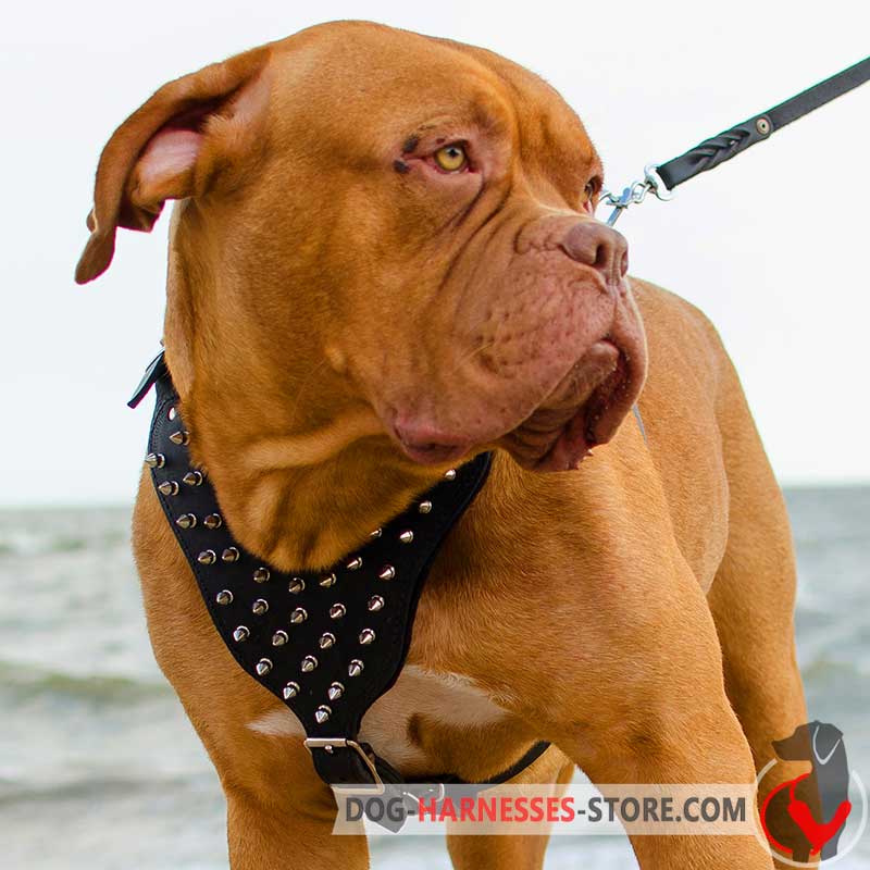 Adjustable Leather Dogue De Bordeaux Harness