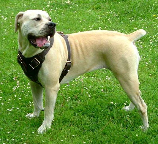 African Boerboel Mastiff Leather Dog Harness - Padded Harness