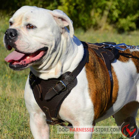 Agitation/Protection Leather American Bulldog Harness for Training