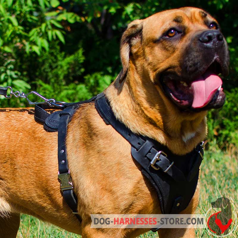 Agitation/Protection Leather Cane Corso Harness