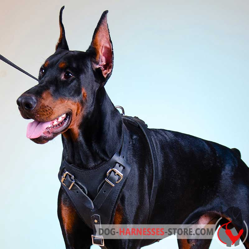 Agitation/Protection Leather Doberman Harness