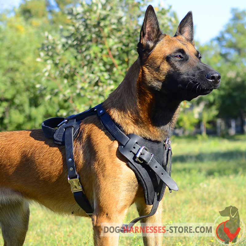 Belgian malinois store hotsell