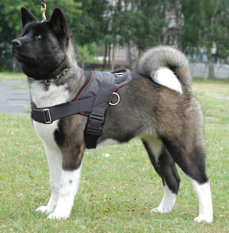 AKITA INU HARNESSES Professional Harnesses for Your Dog Buy Now dog harnesses store