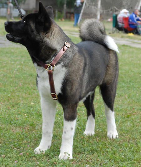 Akita Inu Multifunctional Leather Dog Harness