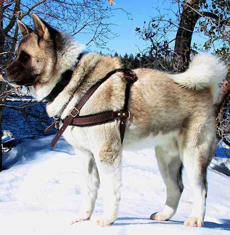 Akita Pulling/Tracking Leather Dog Harness-Husky harness