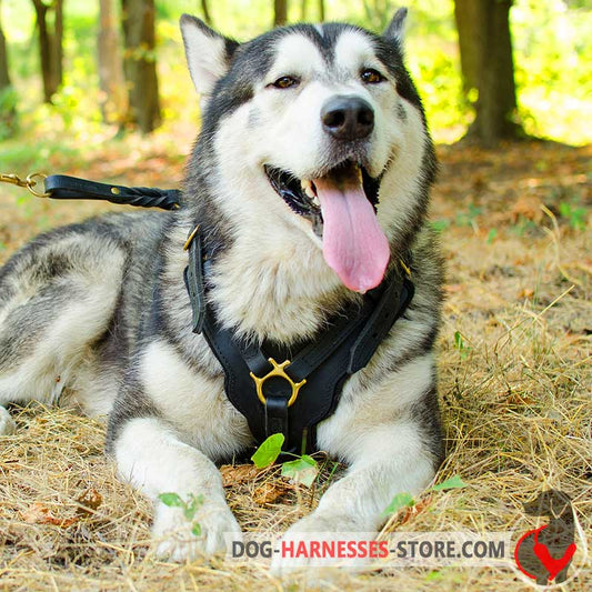 Alaskan Malamute Exclusive Leather Dog Harness