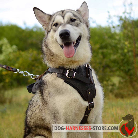 Alaskan Malamute Harness for Walking and Training