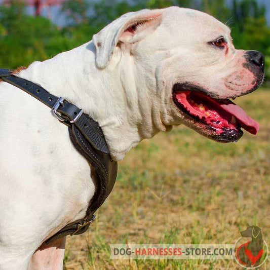 American Bulldog Padded Pulling Harness