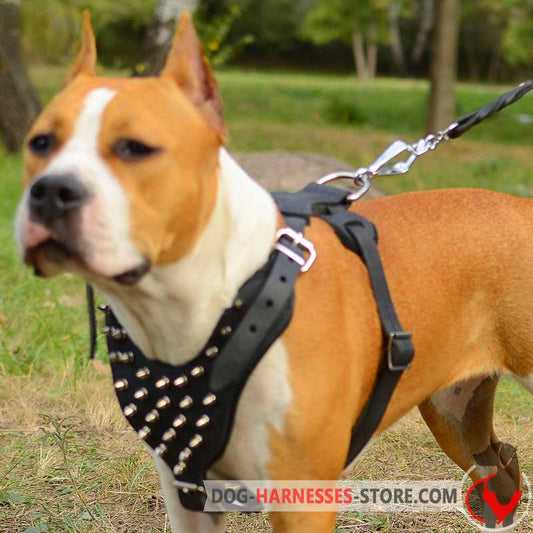 Amstaff-American Staffordshire Terrier Harness Decorated with Spikes