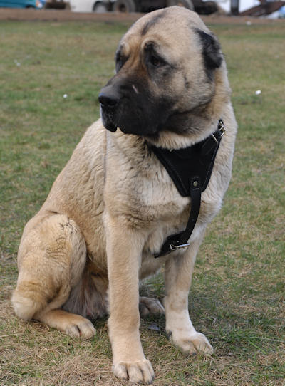 Anatolian Shepherd Leather Dog Harness  for Pulling, Walking and Training