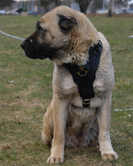 Anatolian Shepherd Padded Leather Dog Harness