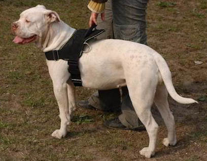 Any-Weather Nylon American Bulldog Harness