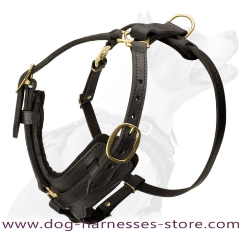 Argentine Dogo Padded Leather Dog Harness