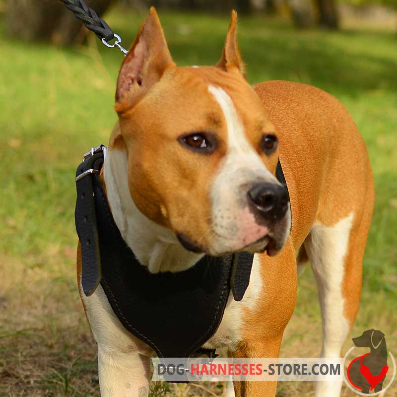 Attack/Agitation Work Leather Amstaff Harness