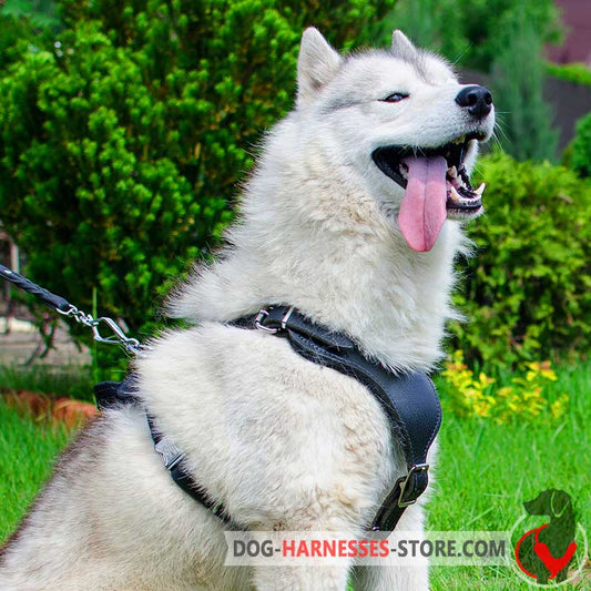 Attack/Agitation Working Siberian Husky Leather Harness