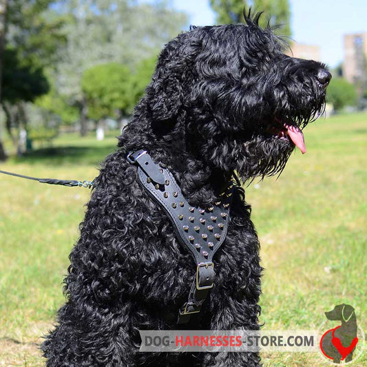 Black russian Terrier  Harness with Magnificent Spikes