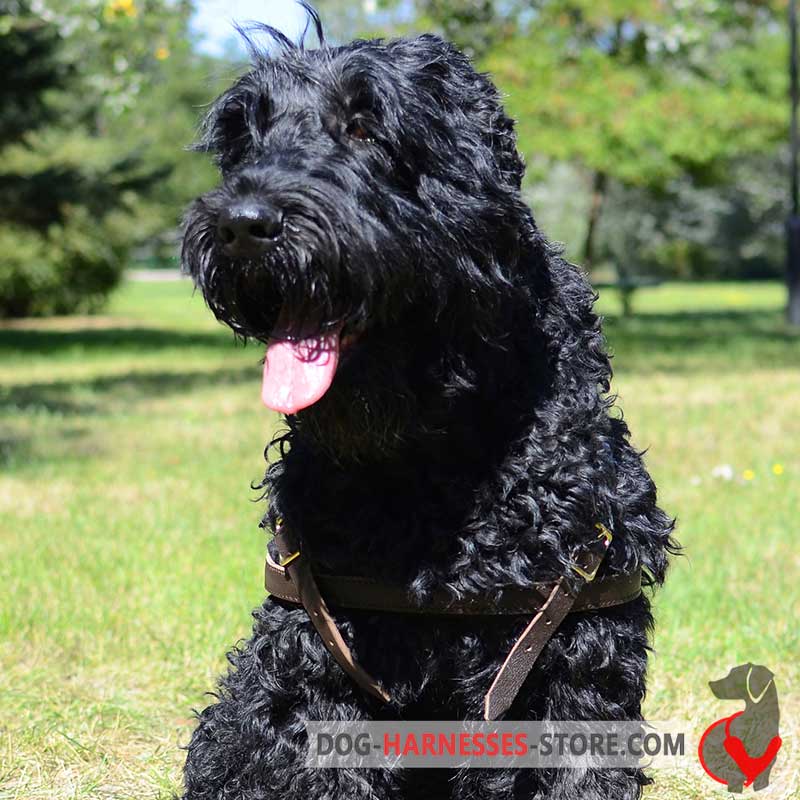 Black Russian Terrier Leather Harness for Tracking/Pulling