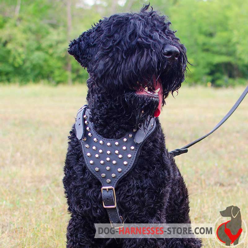 Black Russian Terrier Studded Leather Dog Harness With Pyramids