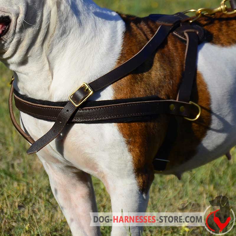 Boerboel Mastiff Pulling/Tracking Leather Dog Harness