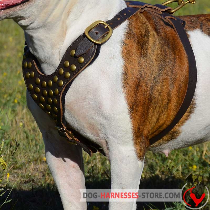 Boerboel Mastiff Studded Dog Harness  for Fashionable Walking