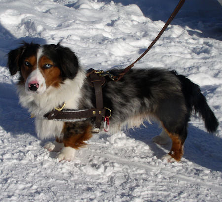 Cardigan Welsh Corgi dog harness, walking leather dog harness