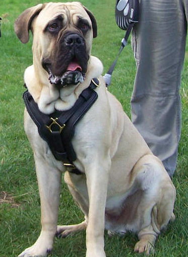 Custom Padded Leather Old English Mastiff Harness