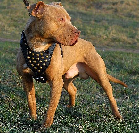 Custom Staffordshire Terrier with Gold-Like Studded Half-Balls