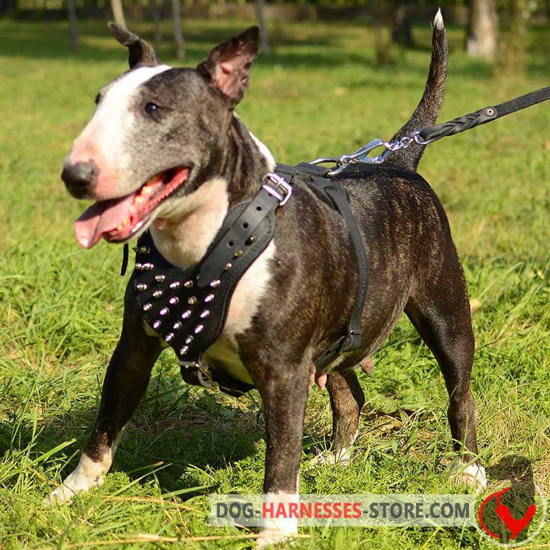 Designer Leather English Bull Terrier Harness with Nickel Spikes