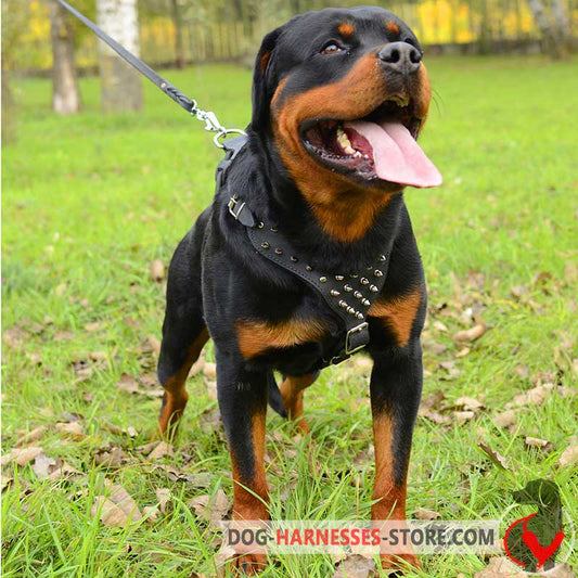 Designer Rottweiler Harness with Spikes