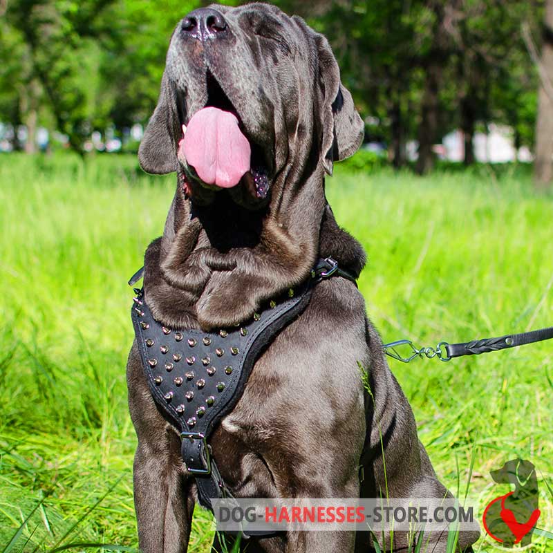 Designer spiked Mastiff Neapolitan harness