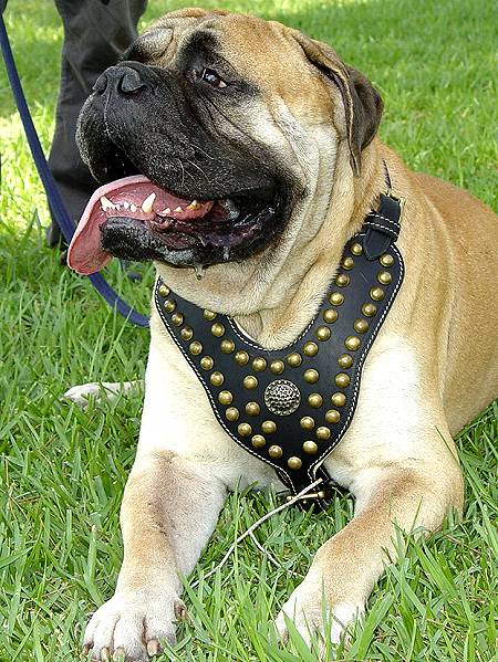 Designer Studded Leather Bullmastiff Harness Nappa Padded