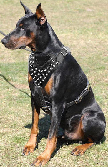 Doberman Pinscher Spiked Leather Harness