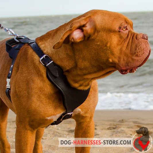 Dogue-de-Bordeaux  Harness for Attack/Protection Training