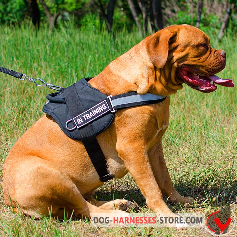 Dogue de Bordeaux Nylon Harness for Police and Service Dogs with Handle